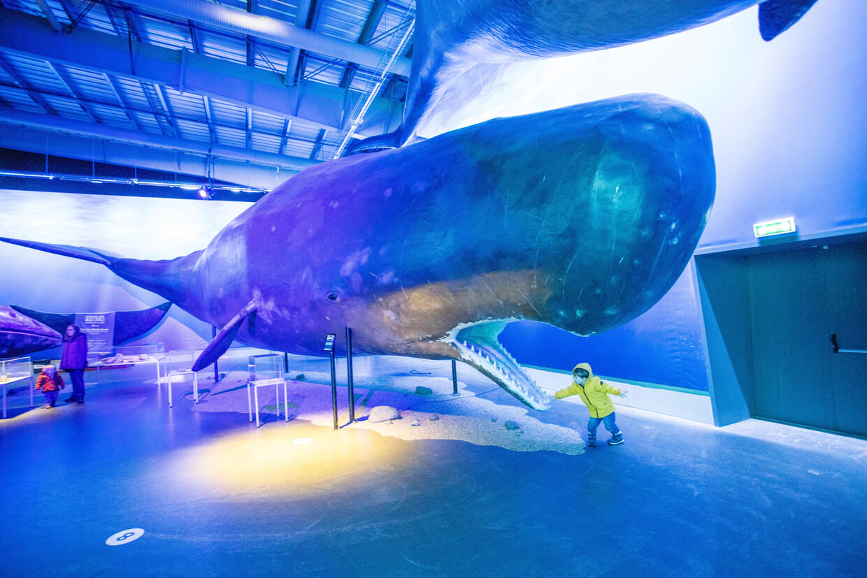 Conway and a Sperm whale