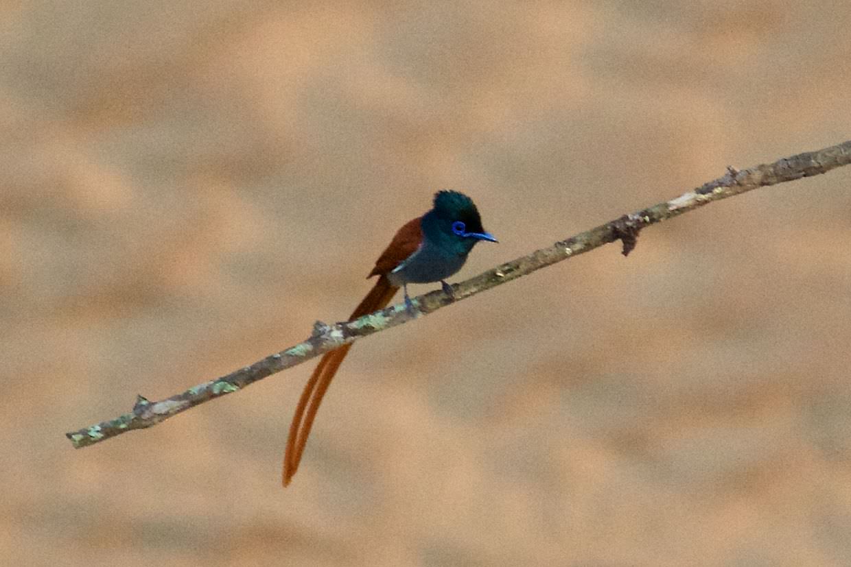 African paradise flycatcher