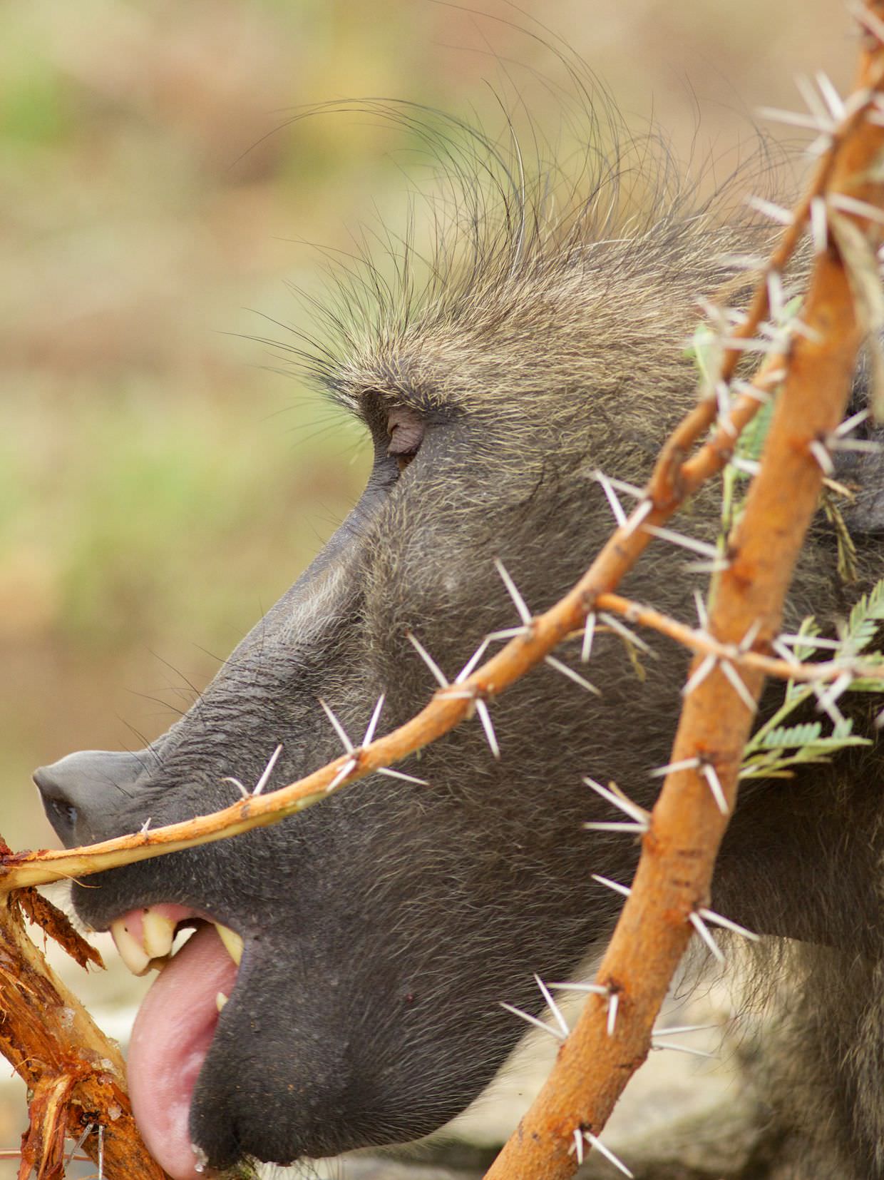 Baboon licking something thorny