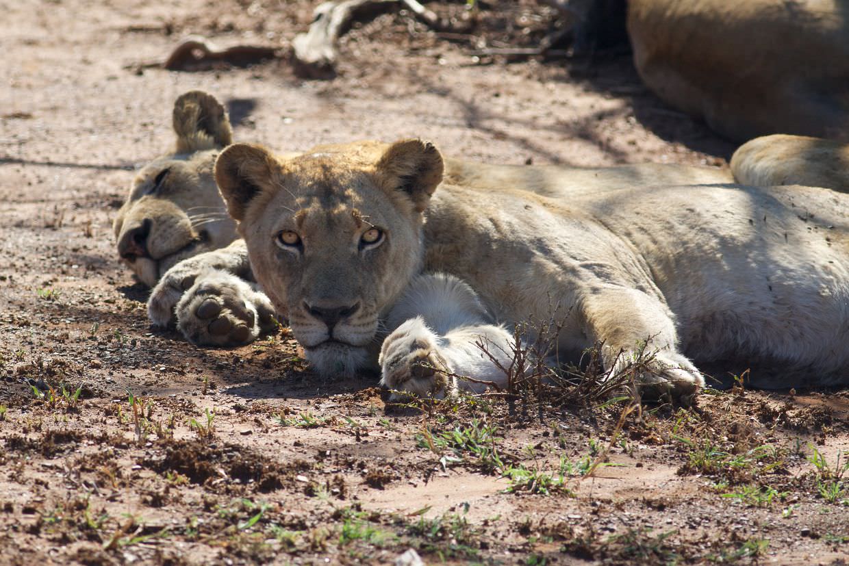 Our first lion sighting