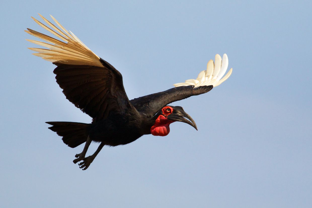 Southern ground-hornbill in flight