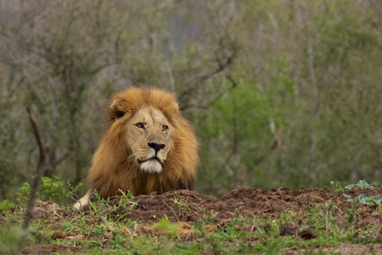 A lone male lion