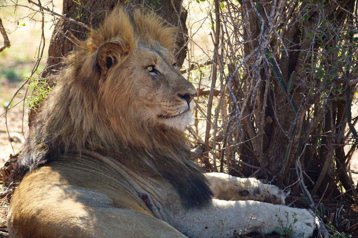 A male lion resting in the shade