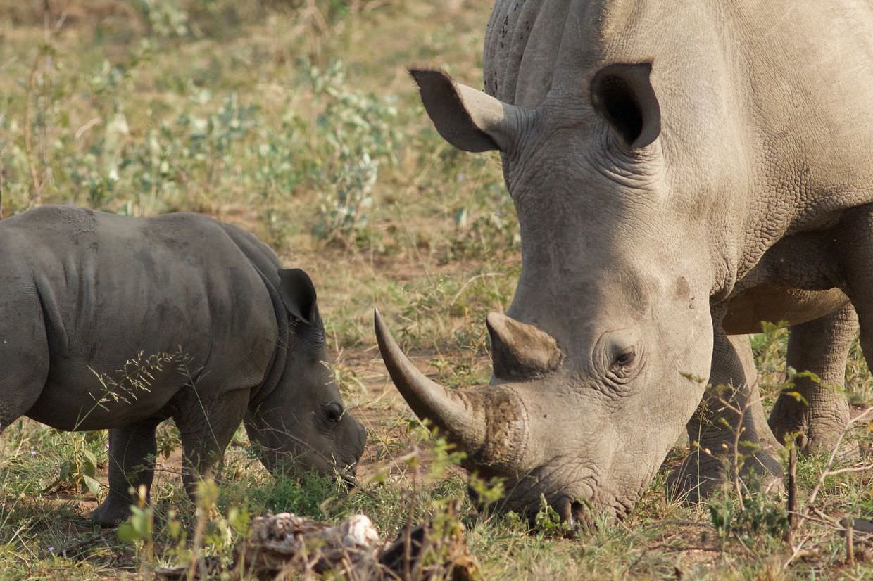 Baby rhino and mother