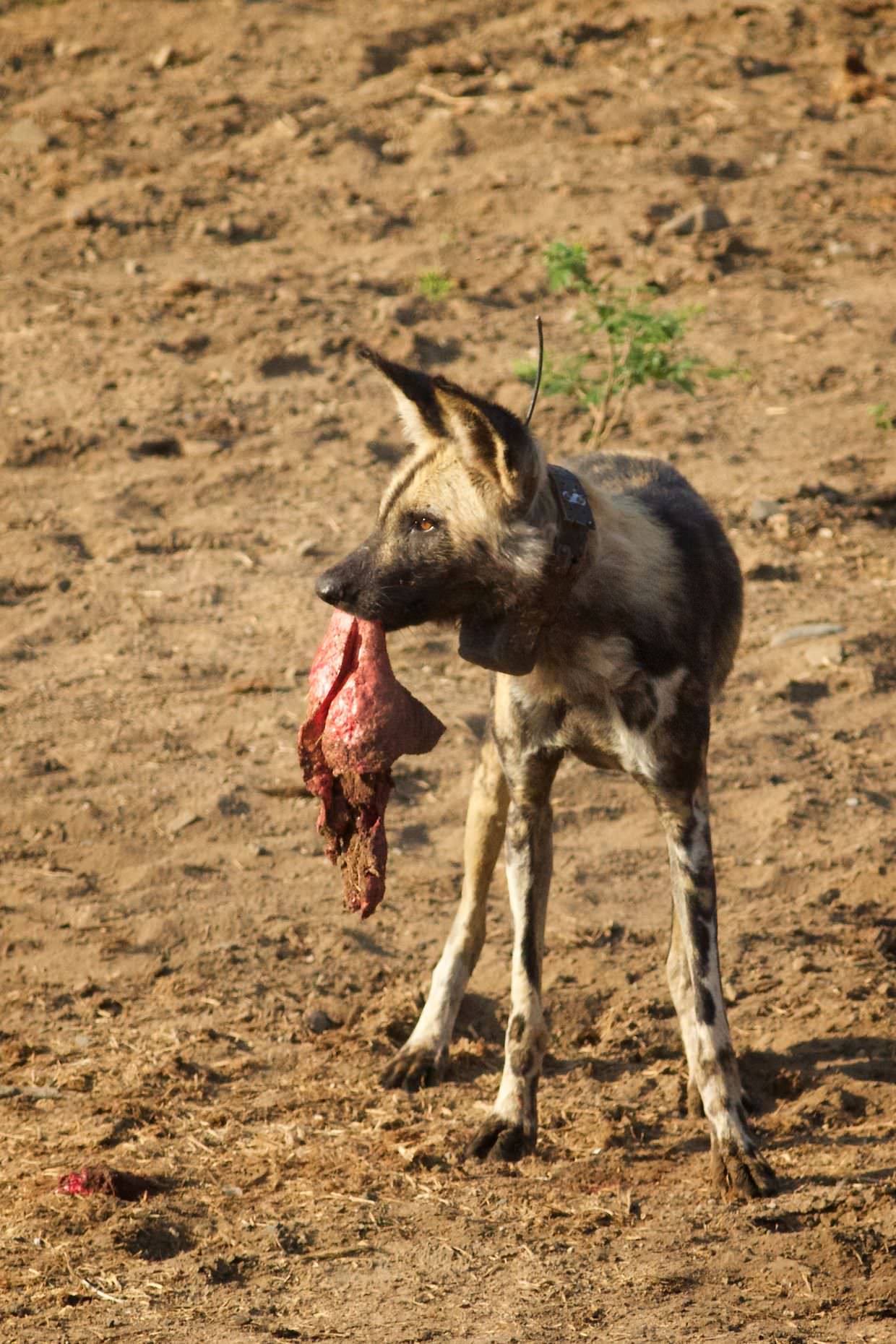 Painted dog with food