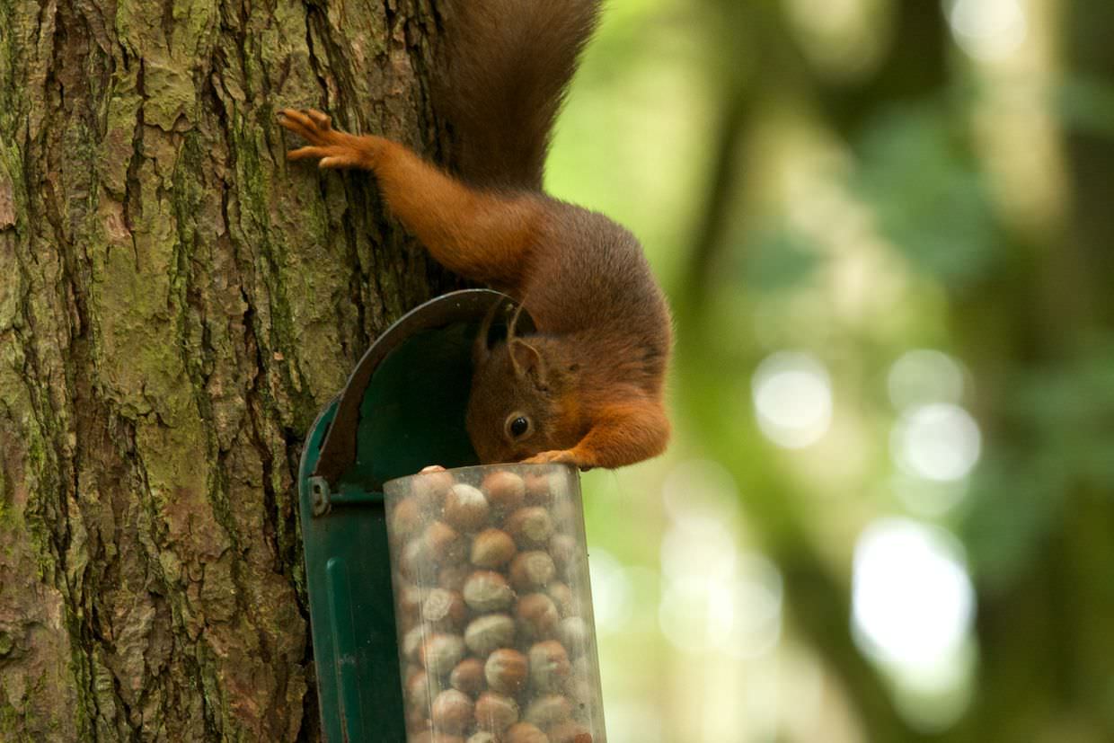 Red Squirrel at Leaplish