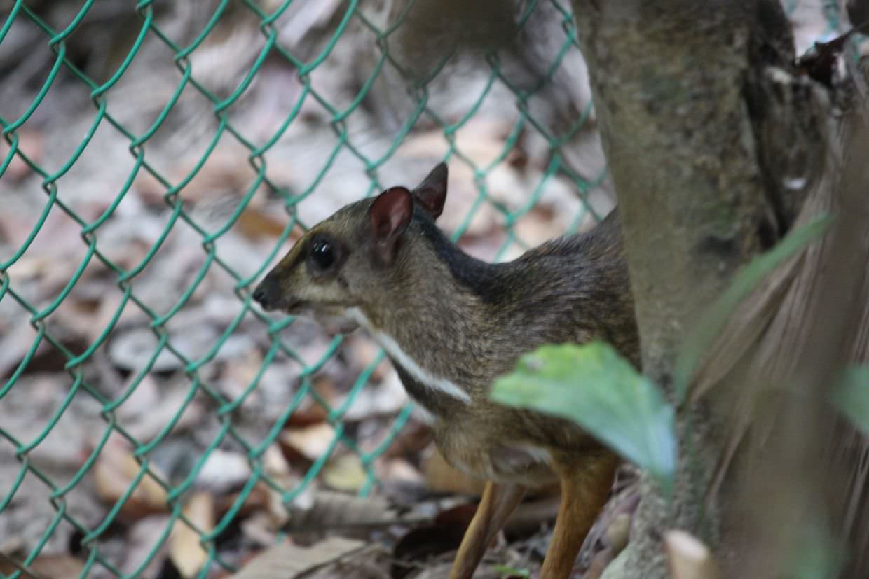 Mouse deer in the hotel nature reserve