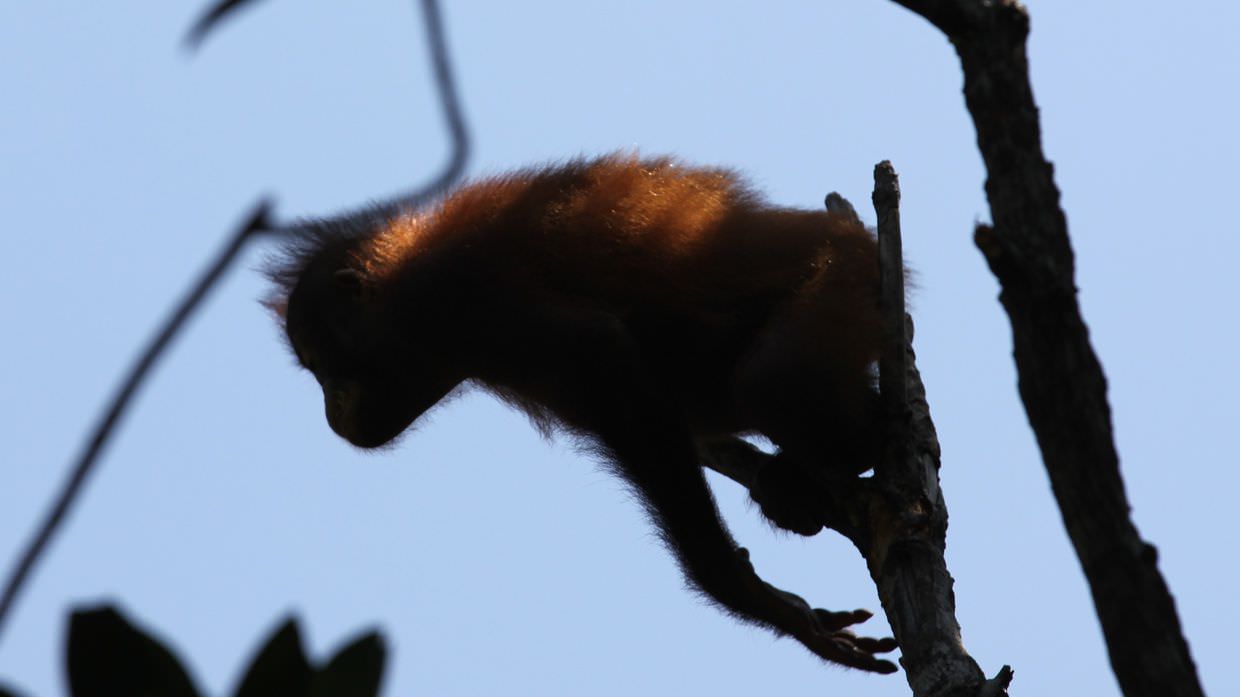 Furry orange silhouette of an orang-utan