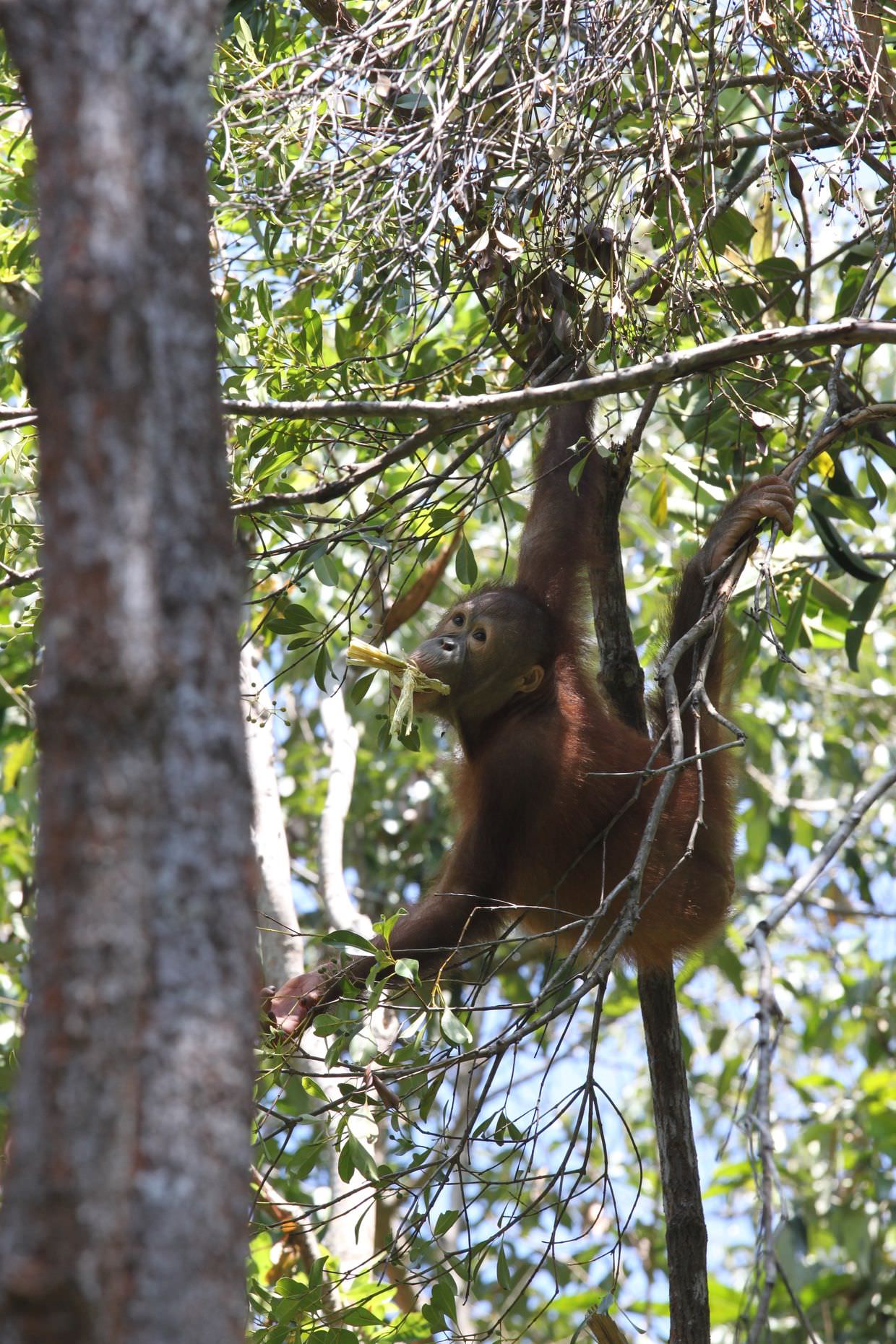 Young male orang-utan swinging in a tree