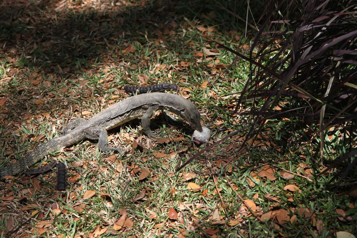 Monitor lizard devouring a toad