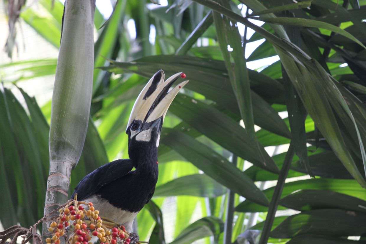 Hornbill eating berries at KL Bird Park