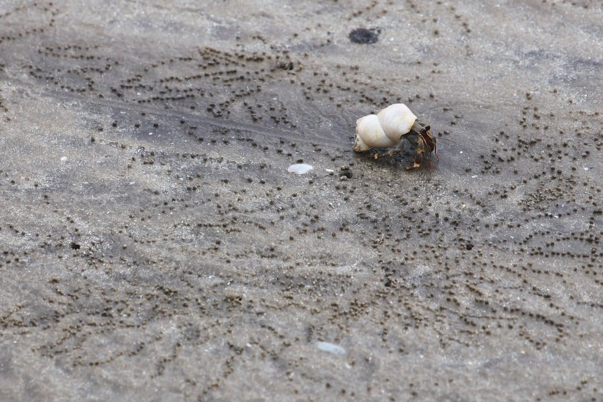 Large hermit crab crawling along the beach