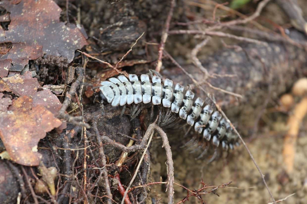 Giant centipede in Kubah national park