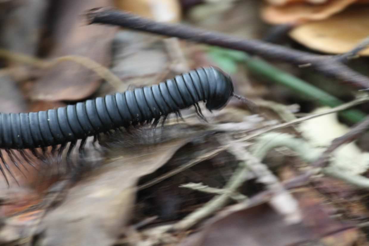 A giant millipede in a rush