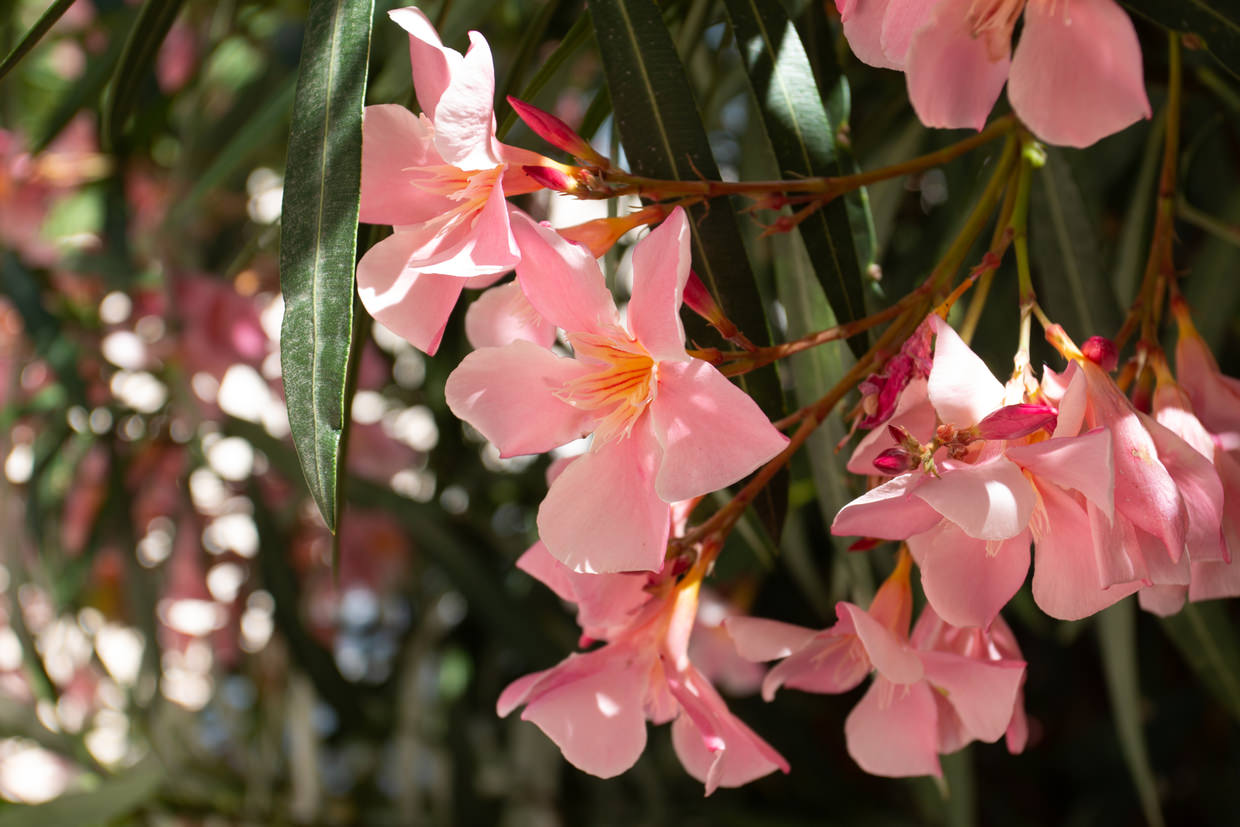 Pink oleanders