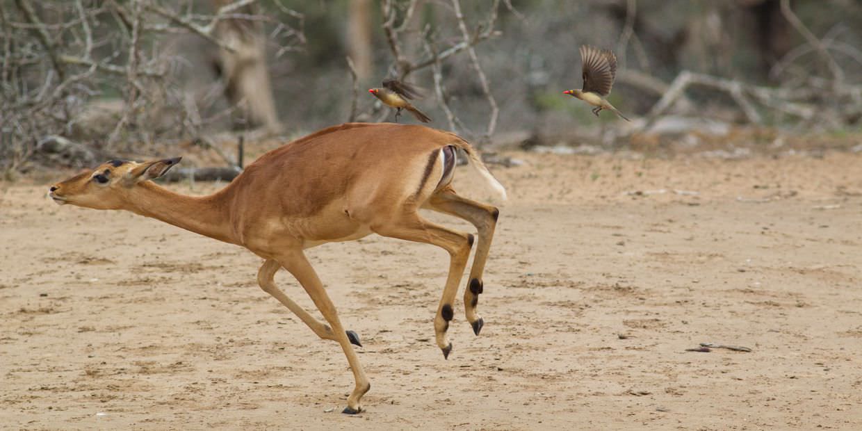 Oxpeckers unwelcome on this impala