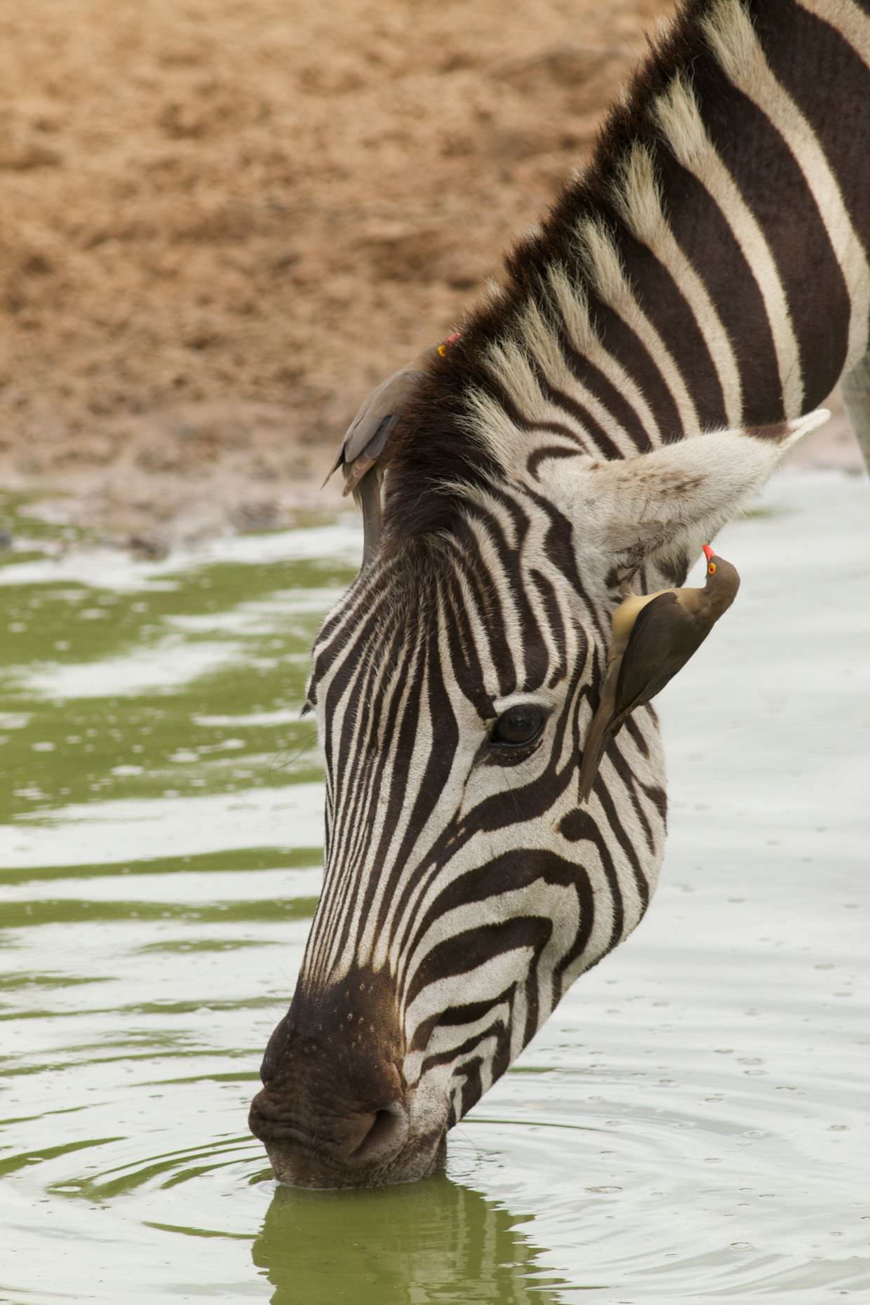 Oxpeckers on a zebra