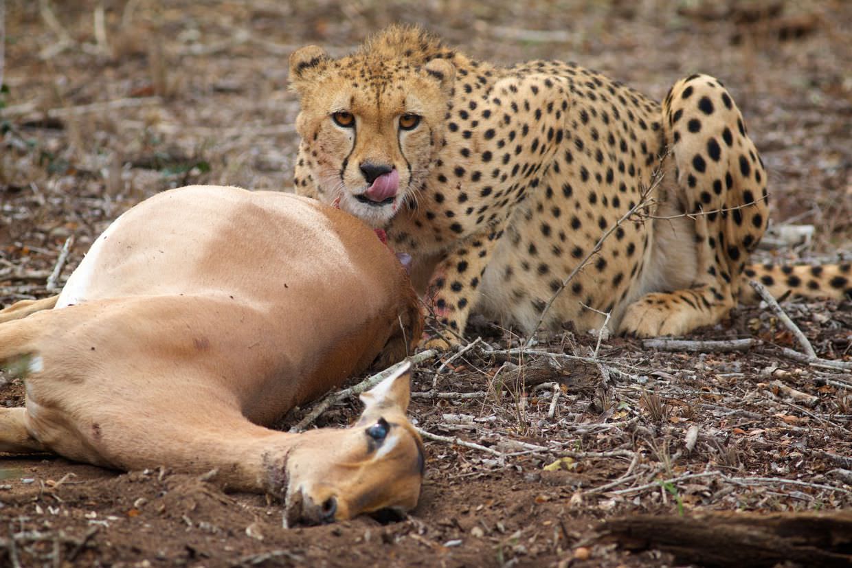 Cheetah MCF13 feeding on an impala