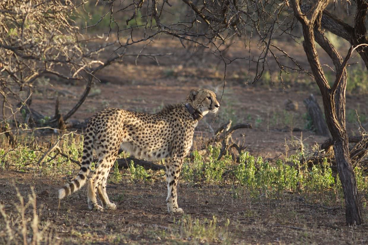 Cheetah in the morning light