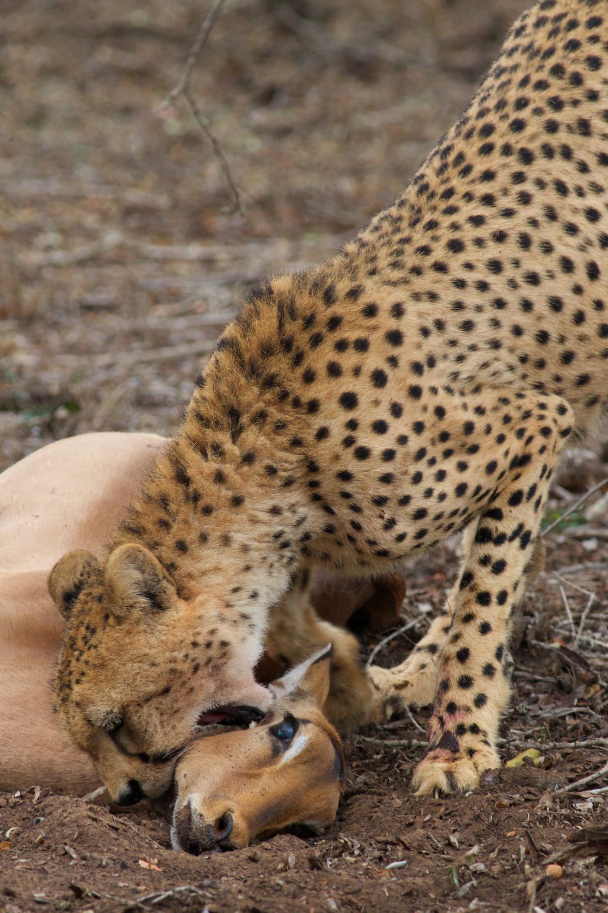 Cheetah with her kill