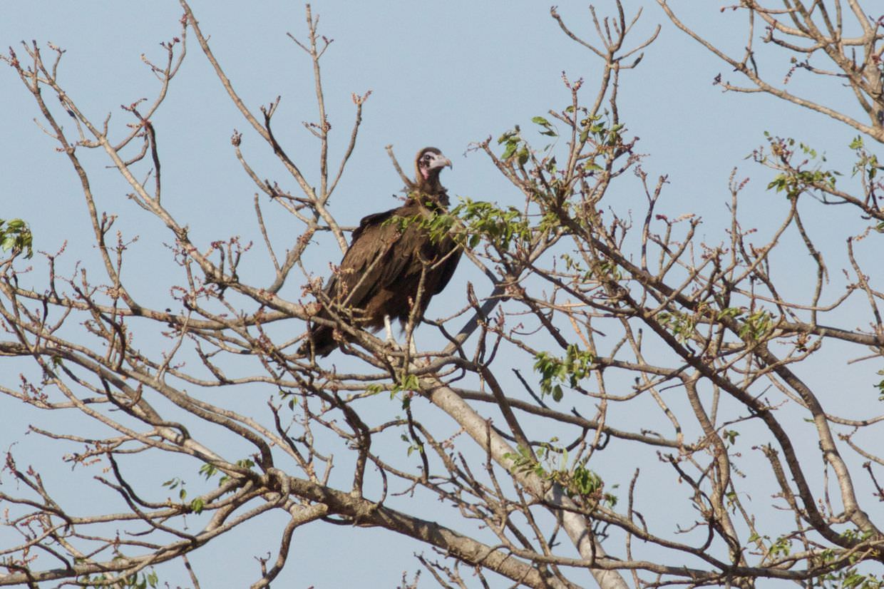 Juvenile hooded vulture