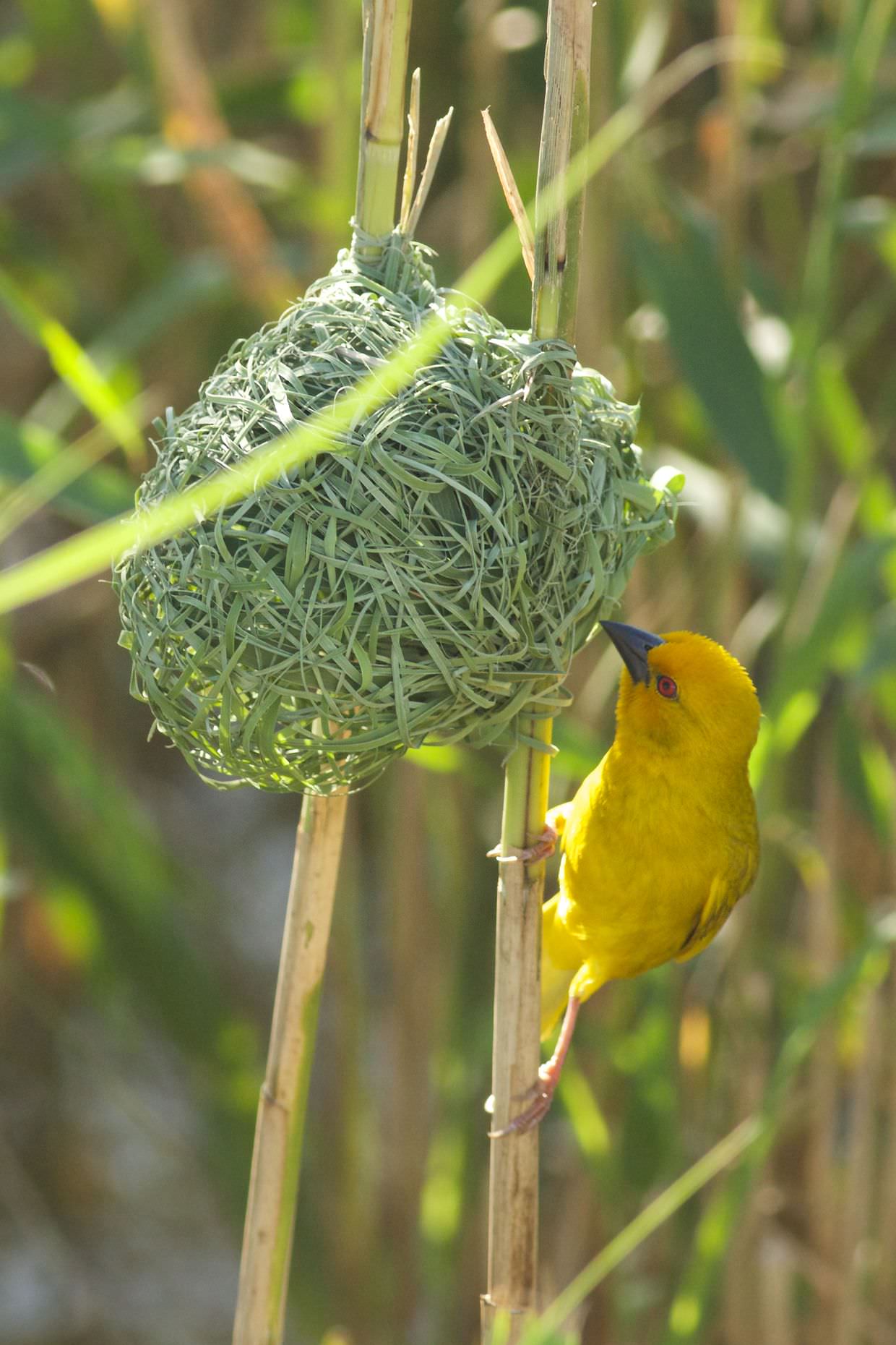 Weaver and nest