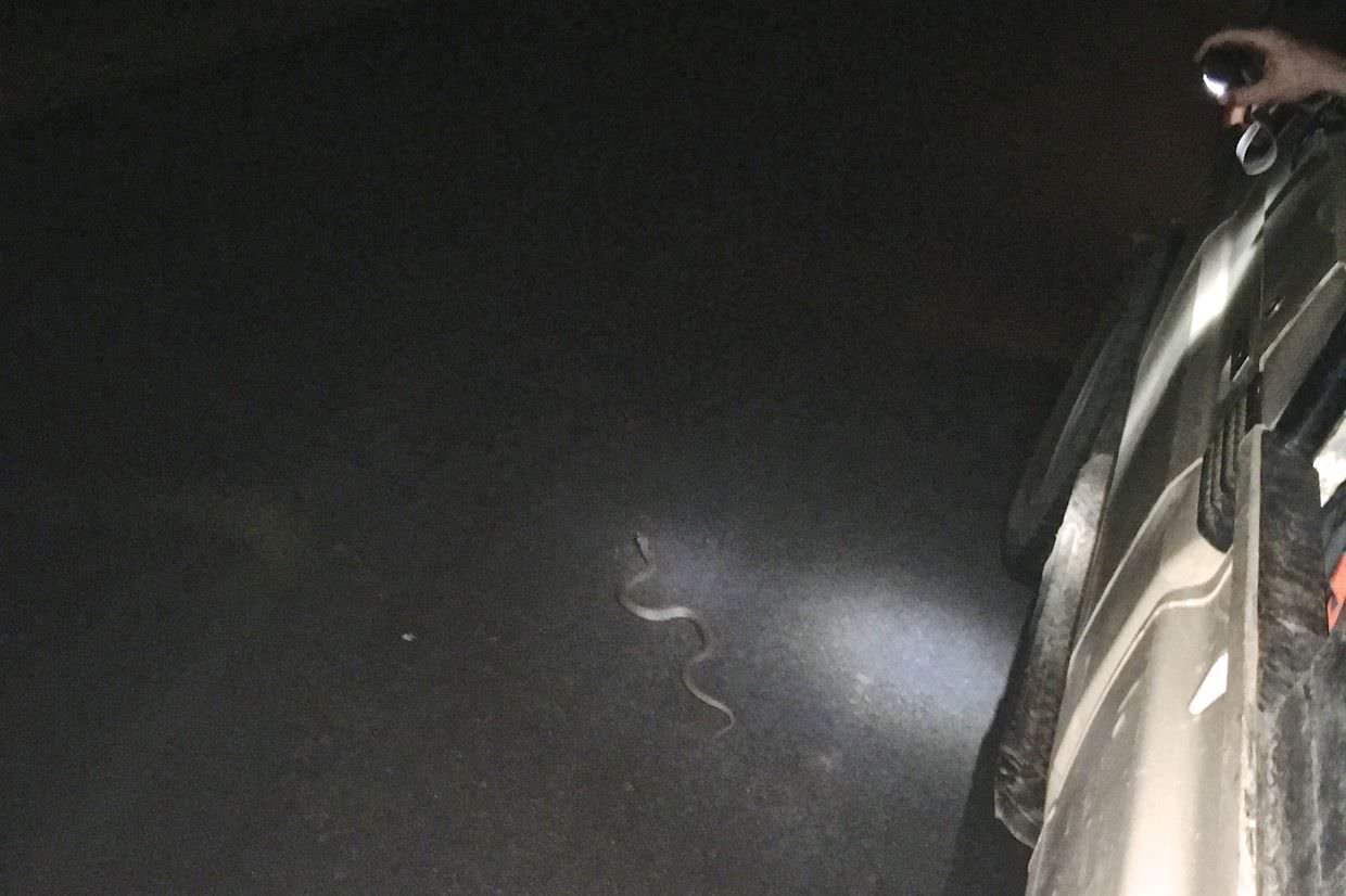 An unidentified snake after emerging from under the truck