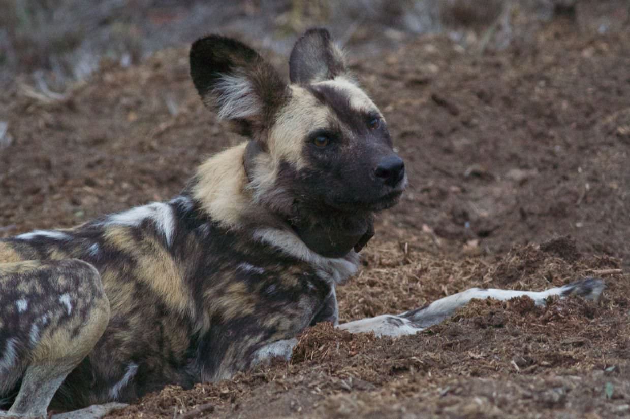 A wild dog in a fresh rhino midden, we’re all enjoying the shit today