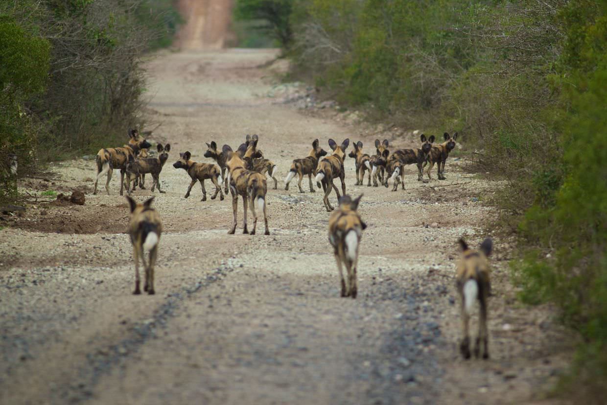 Wild dog pack and their puppies on the move