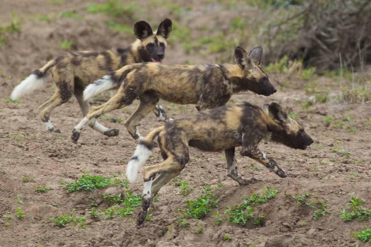 3 running puppies