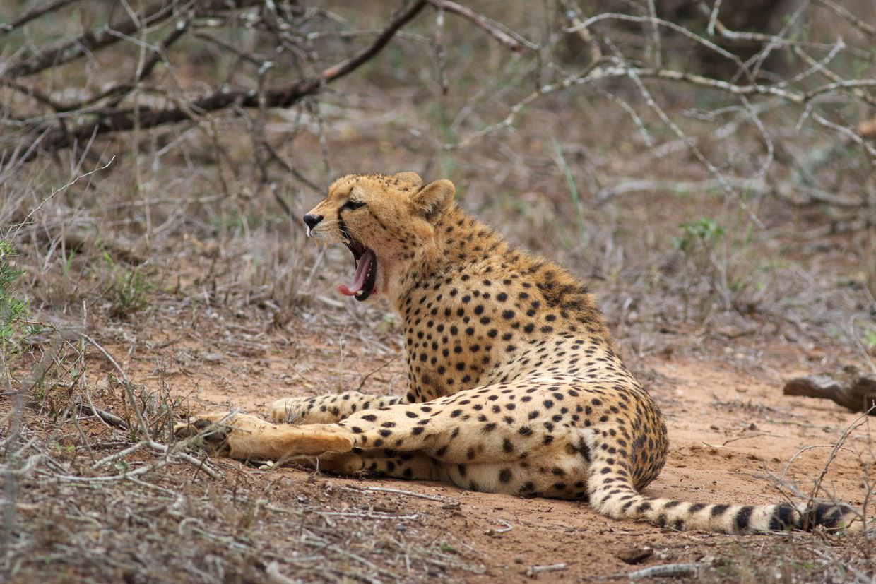 Cheetah yawning after hunting