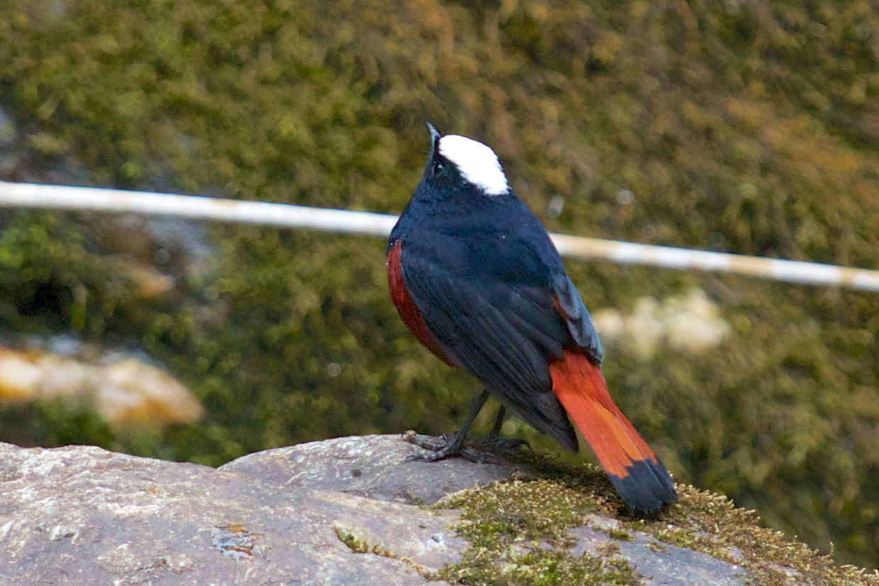 White-capped river chat near the river bed