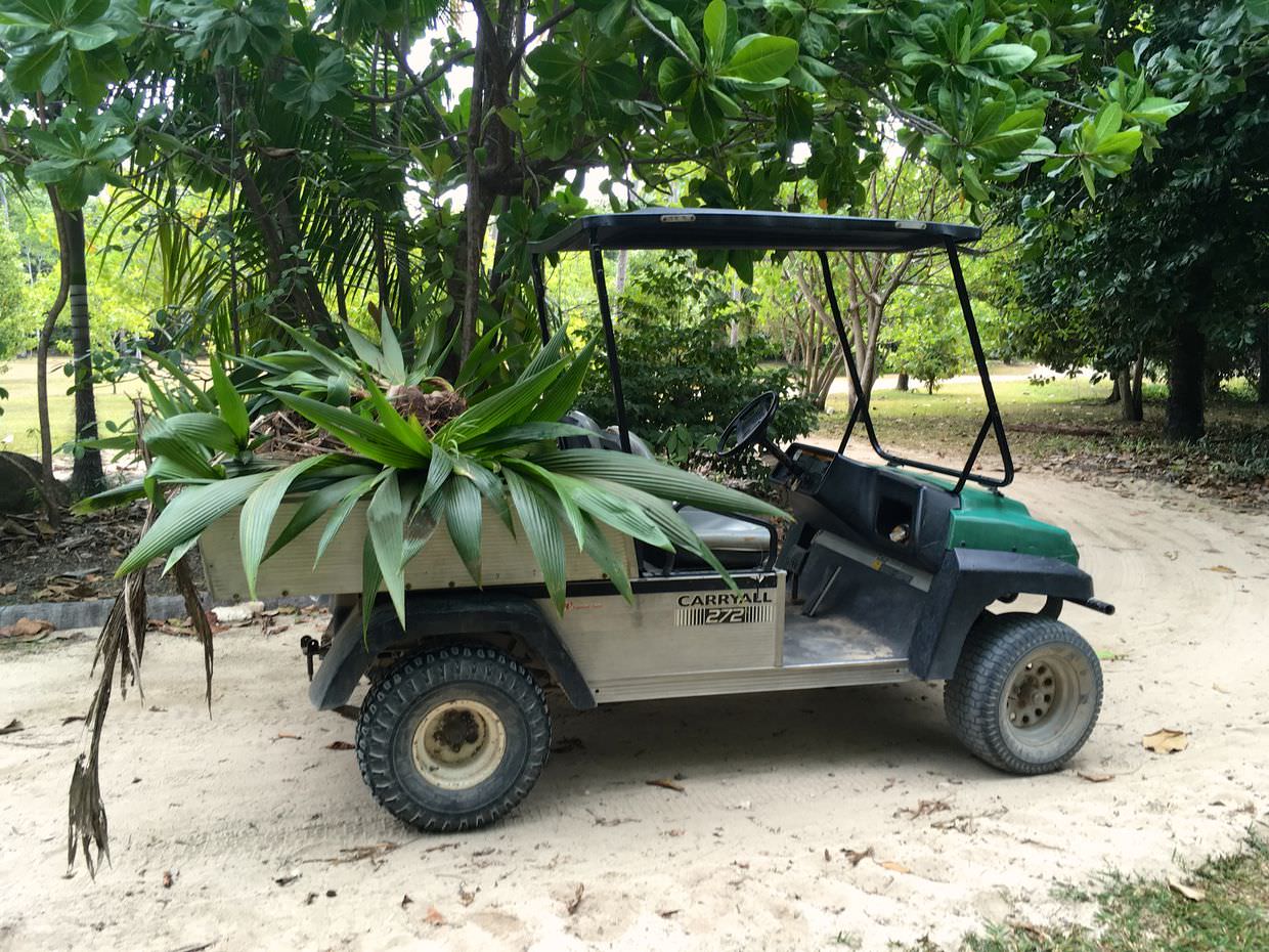 Gator loaded with coconuts