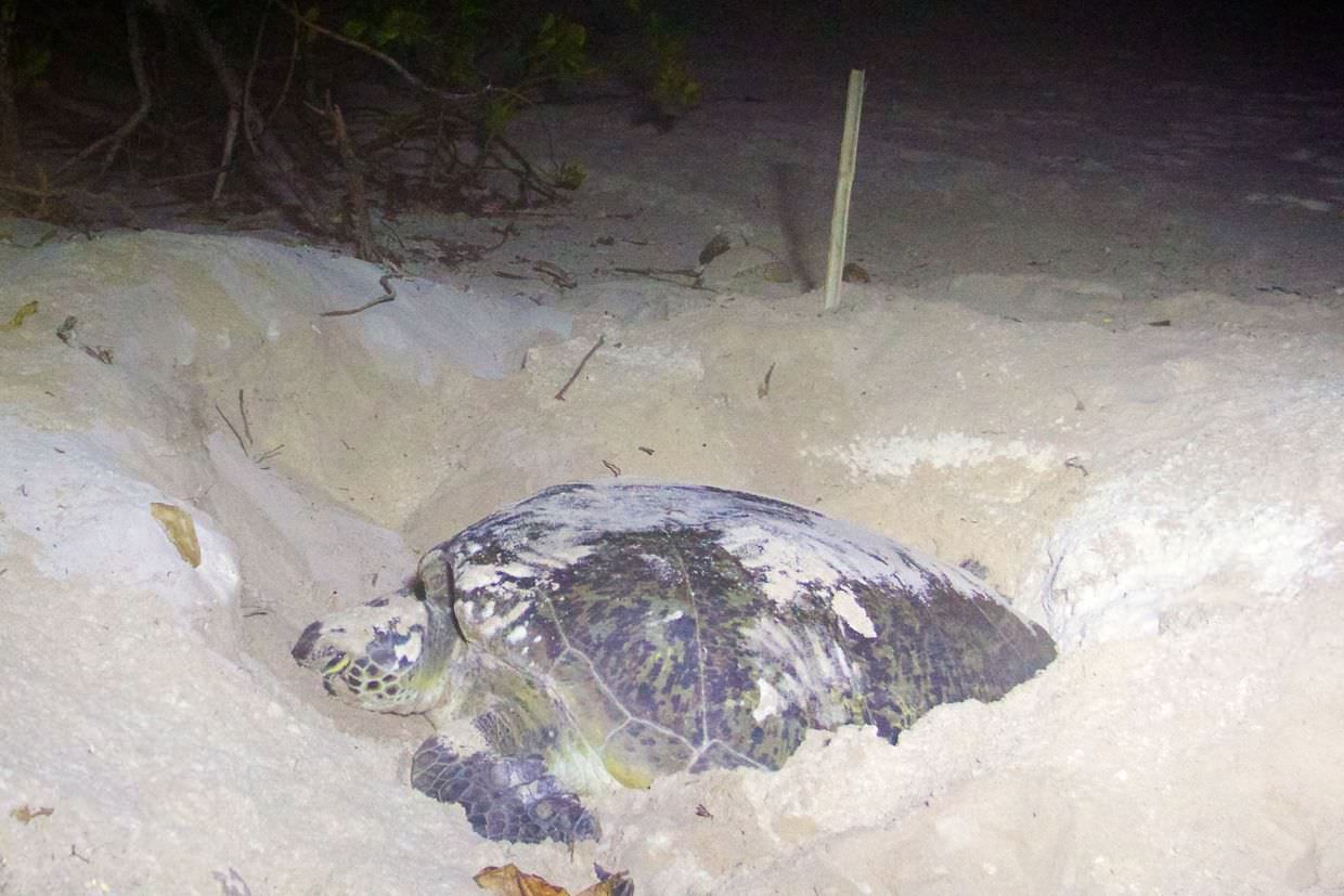 Turtle 3 laying near the sala