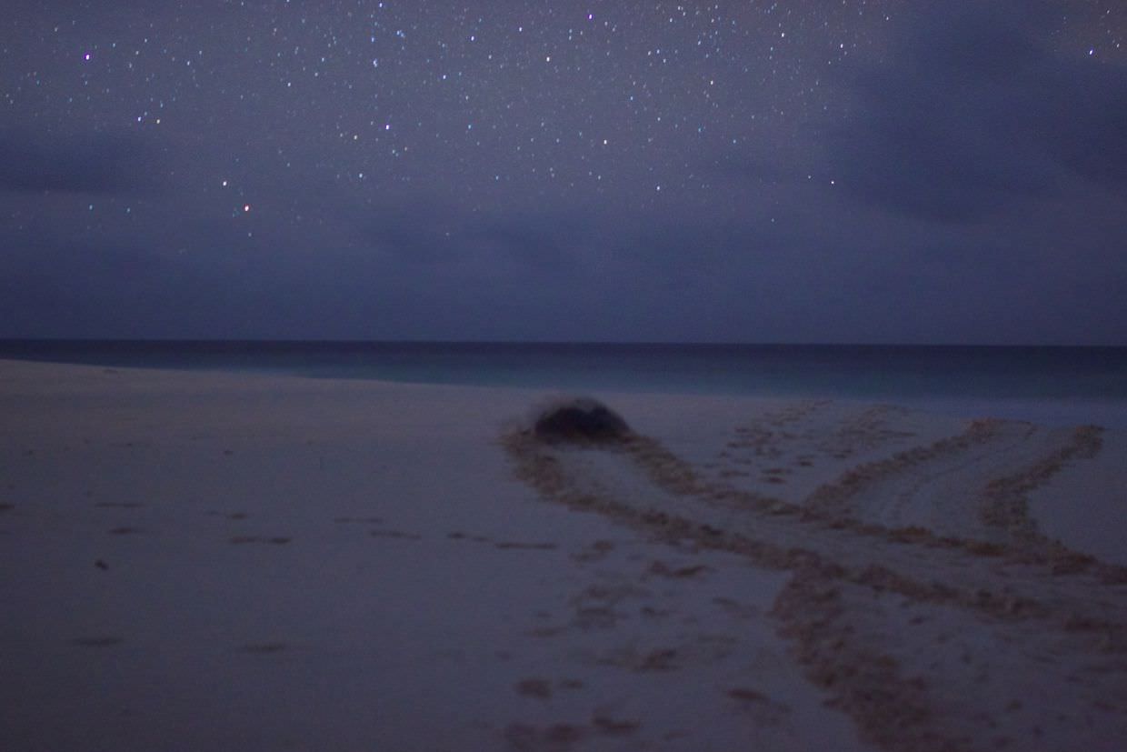 A green turtle leaving west beach, heading for the stars