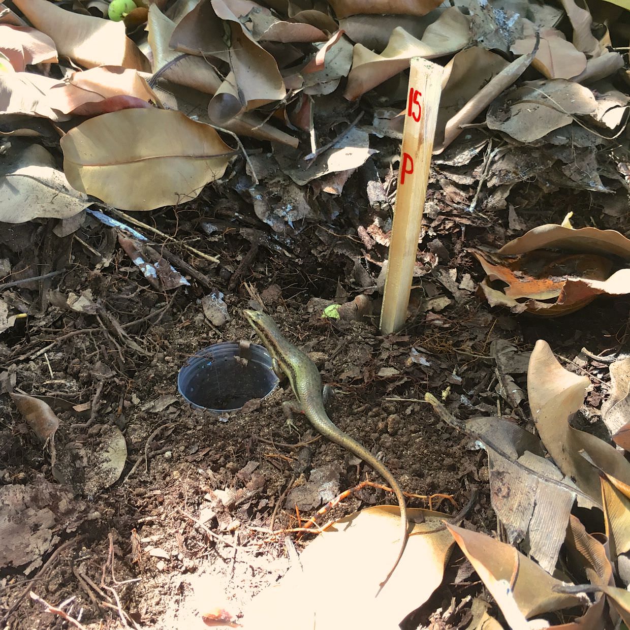 Buried insect pot, being investigated by a skink lizard