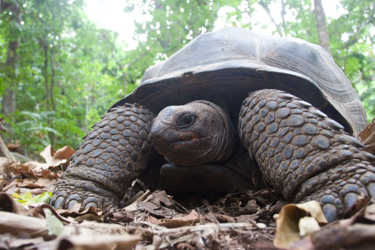 A suspicious tortoise