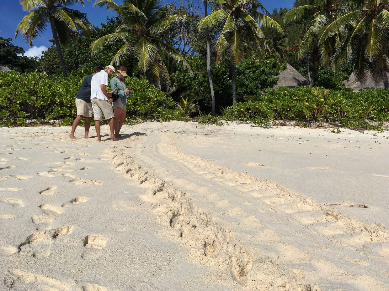 CJ, Robyn and Matt measuring and tagging a turtle track on East Beach