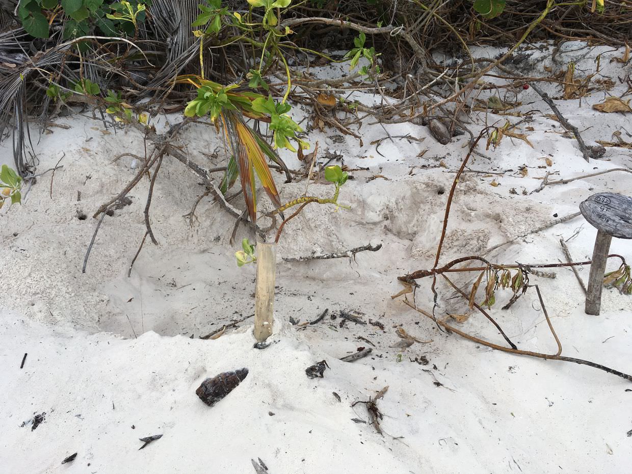 A green turtle body pit, where the turtle hasn’t laid.There are no signs of digging to cover up a nest.