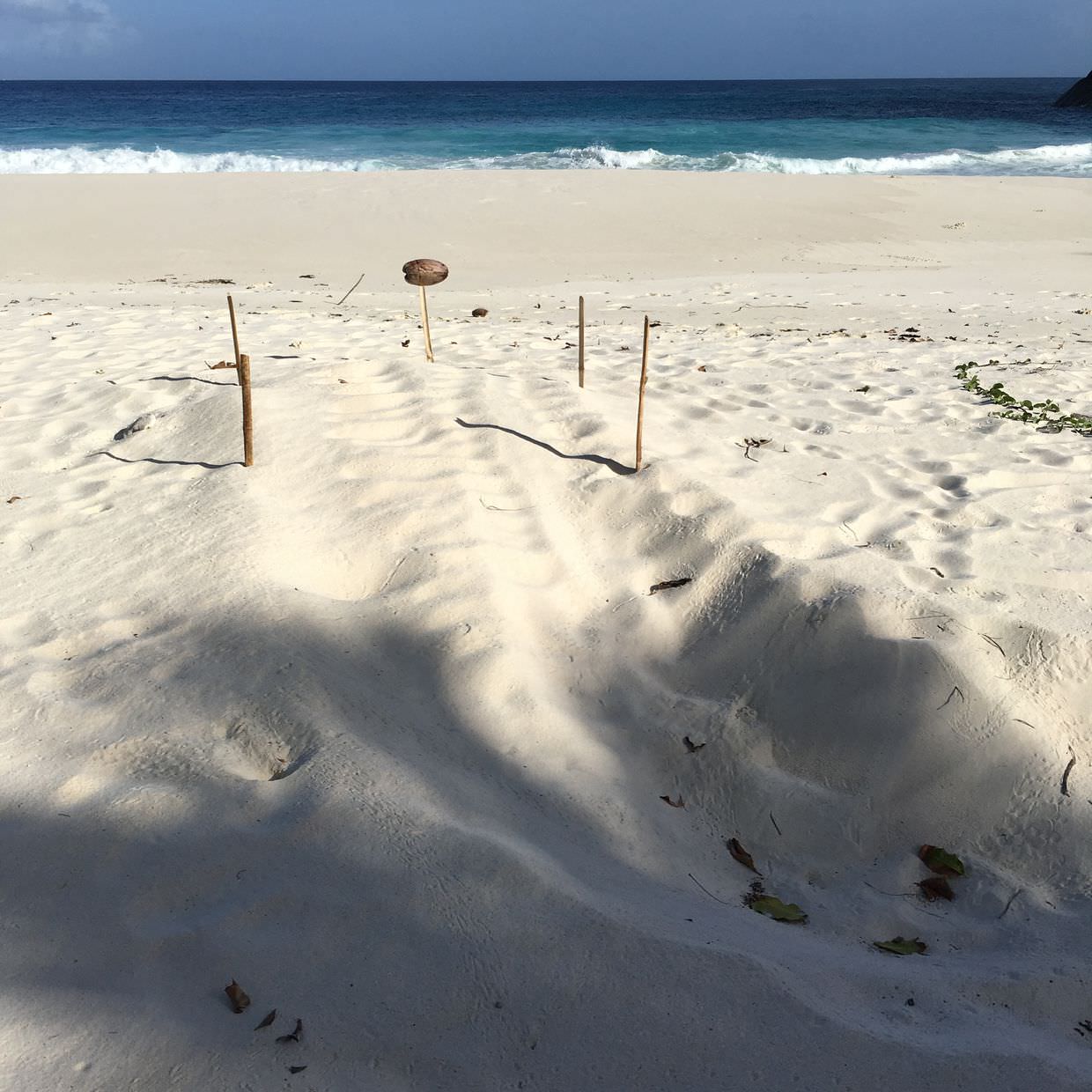 A typical green turtle nest marked with stakes and a coconut.Note the crab trails in the bottom of the image.
