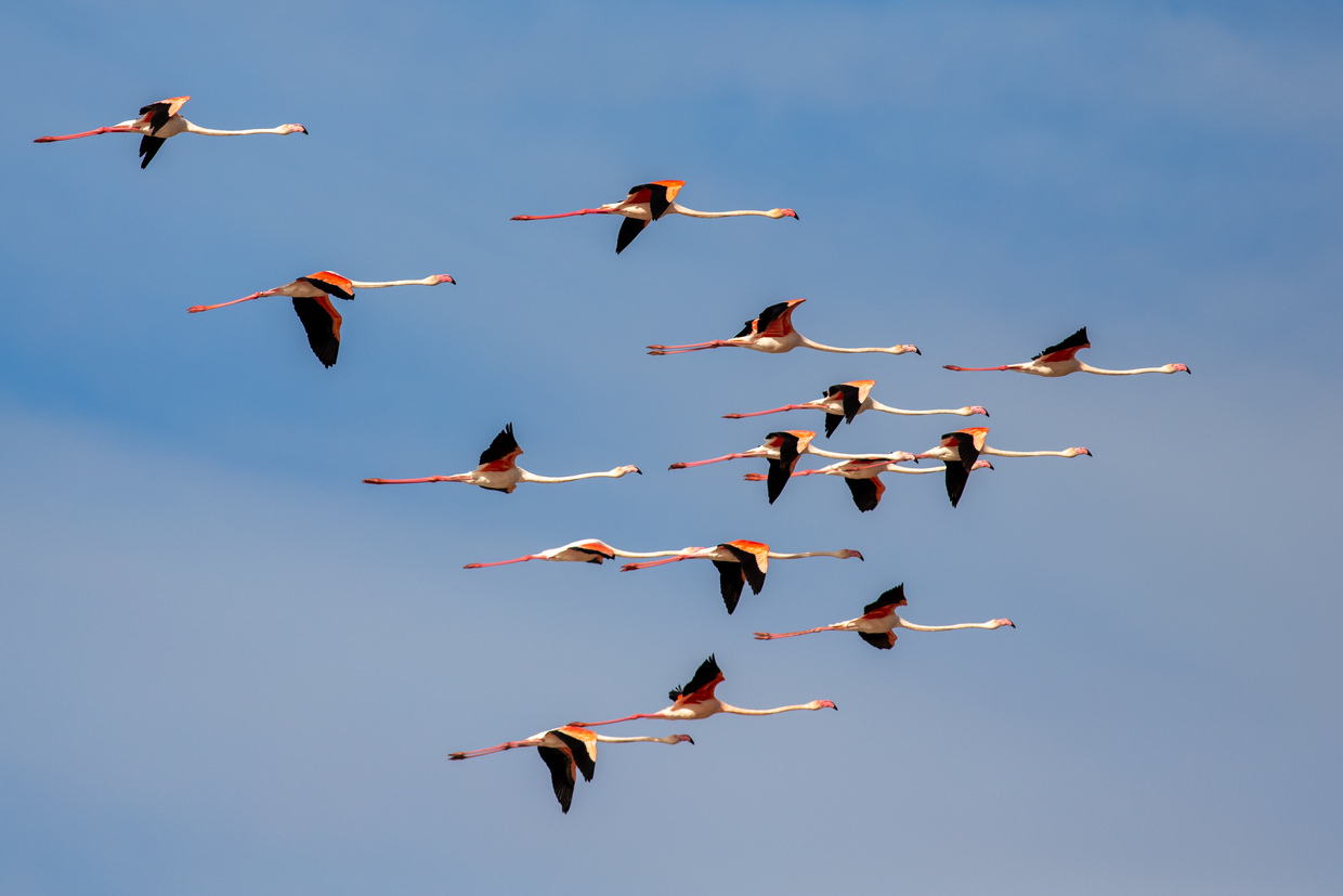 Flock of flamingoes