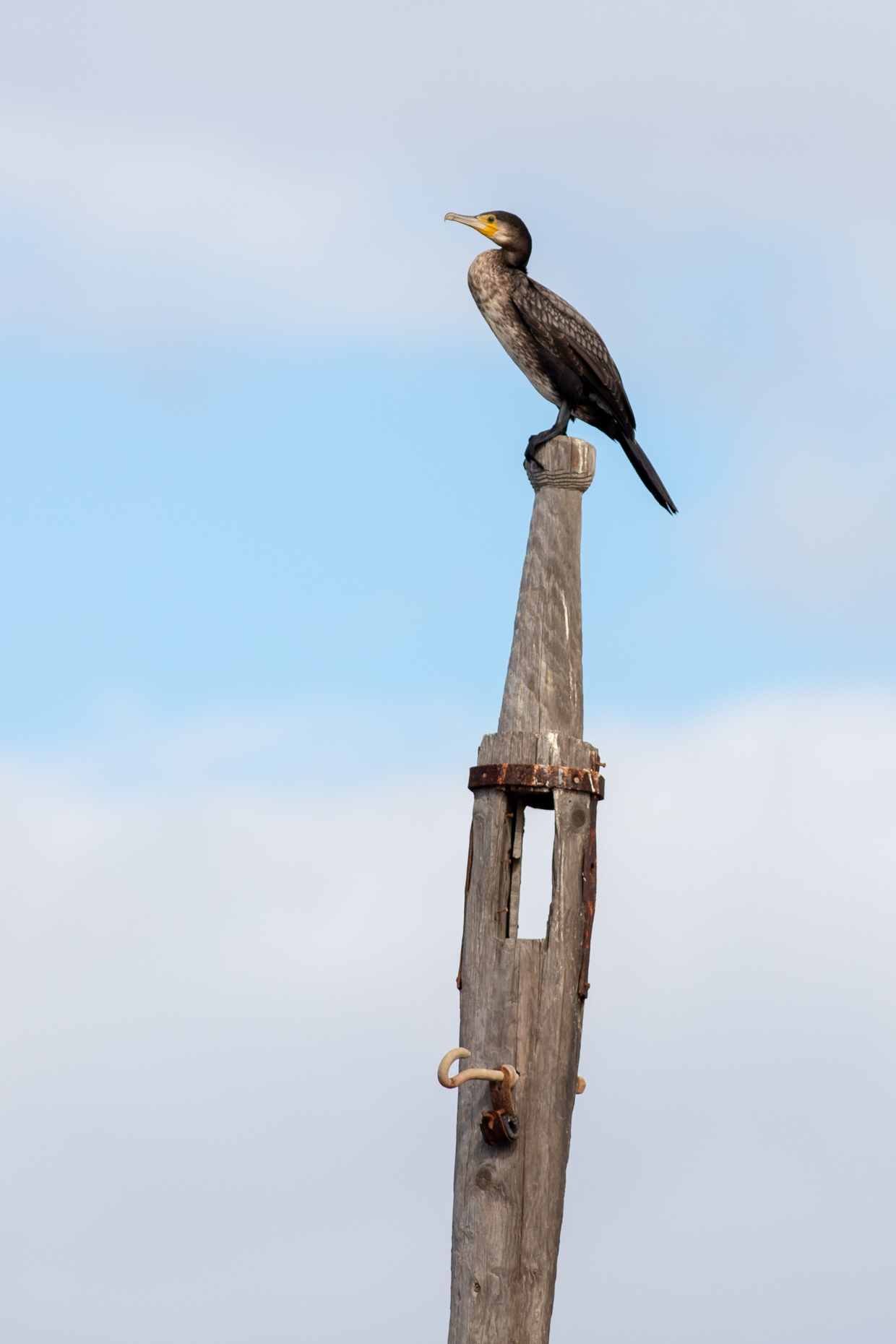 Cormorant