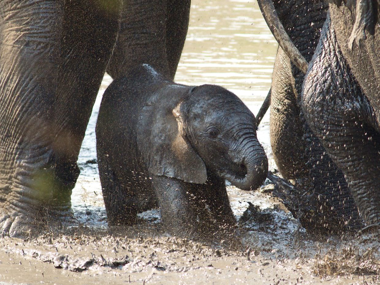 A baby elephant in the mud