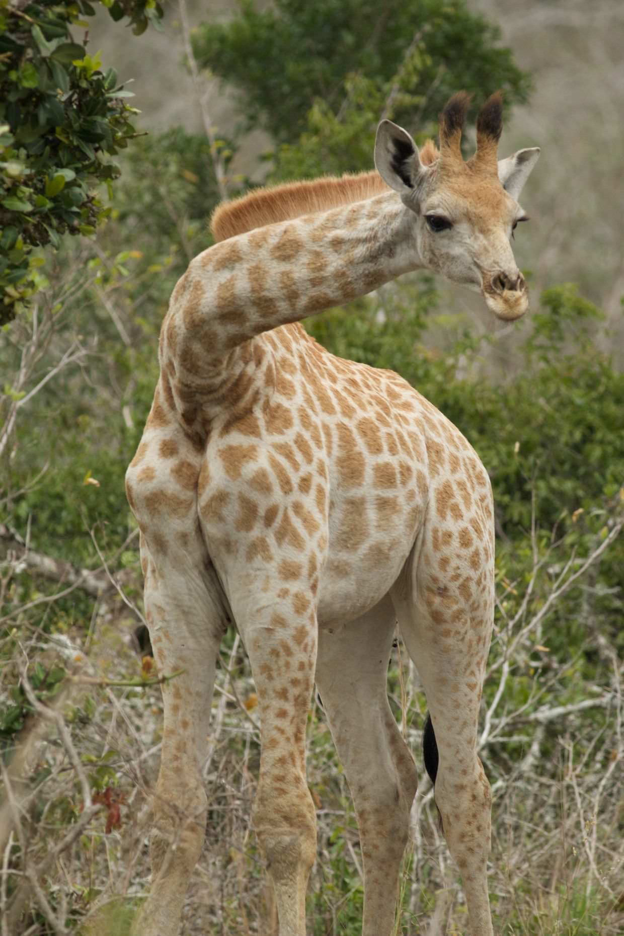 A young giraffe