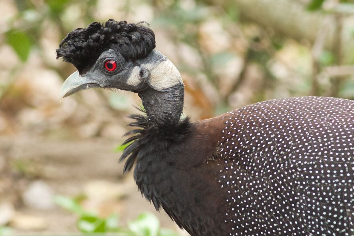 Crested guineafowl at the lodge