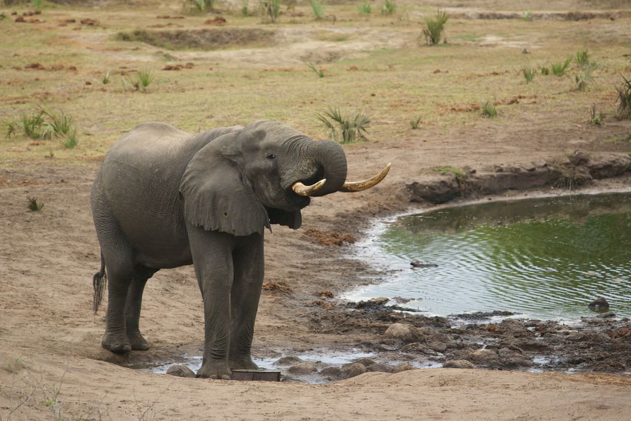Elephant drinking at Mahlasela hide