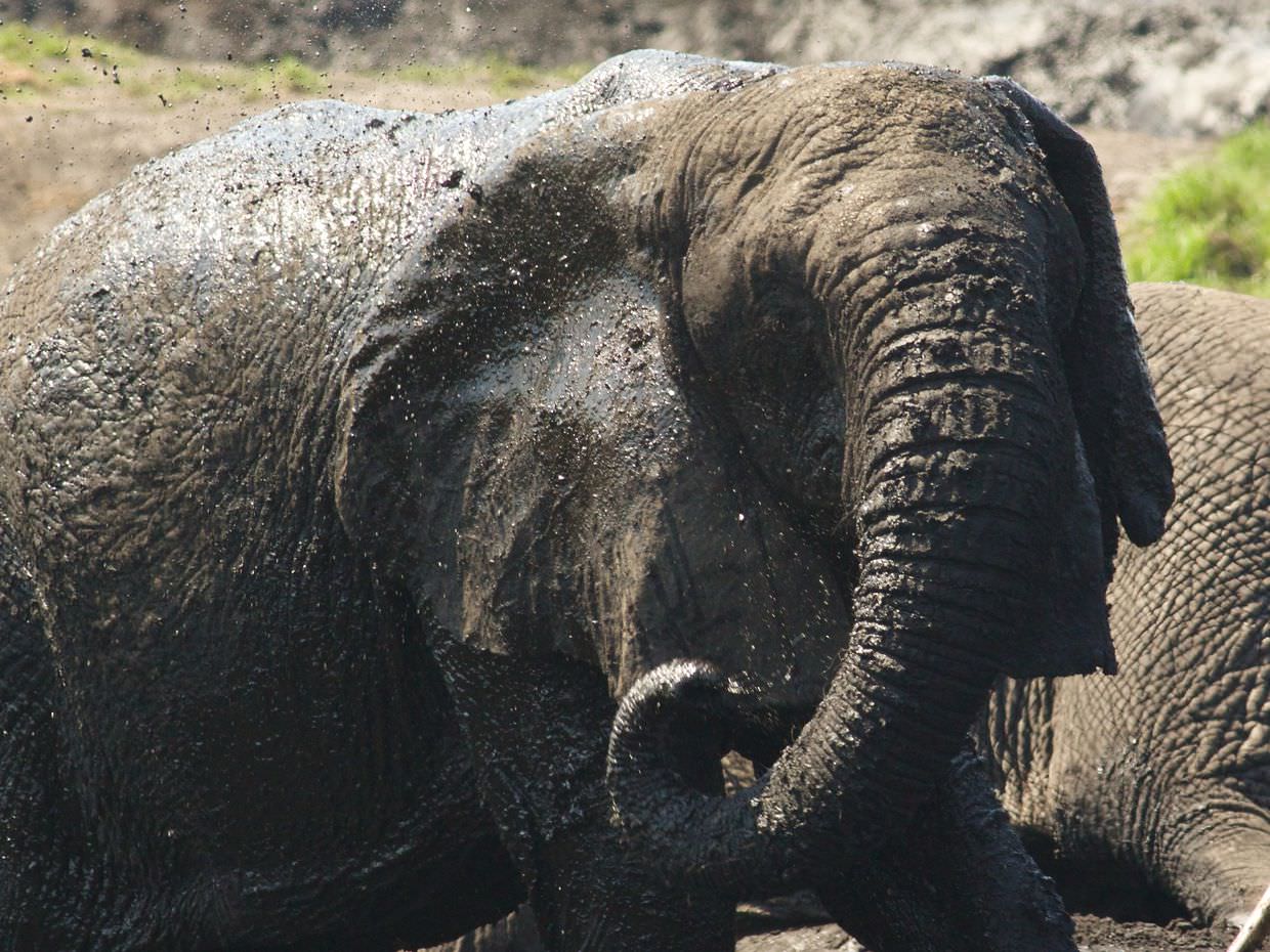 Elephant enjoying the mud