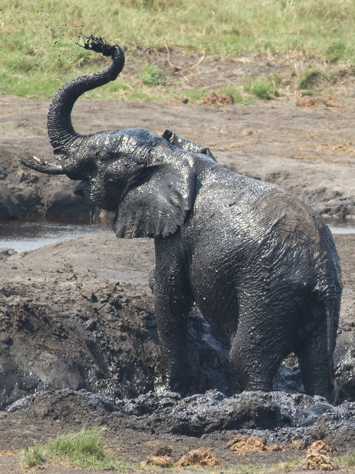 An elephant enjoying the mud