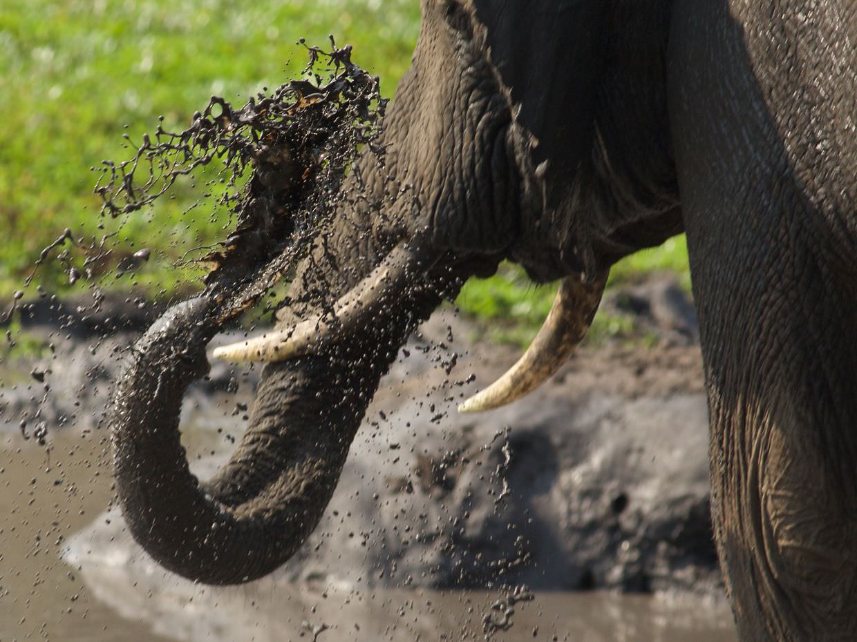 Elephant spraying mud