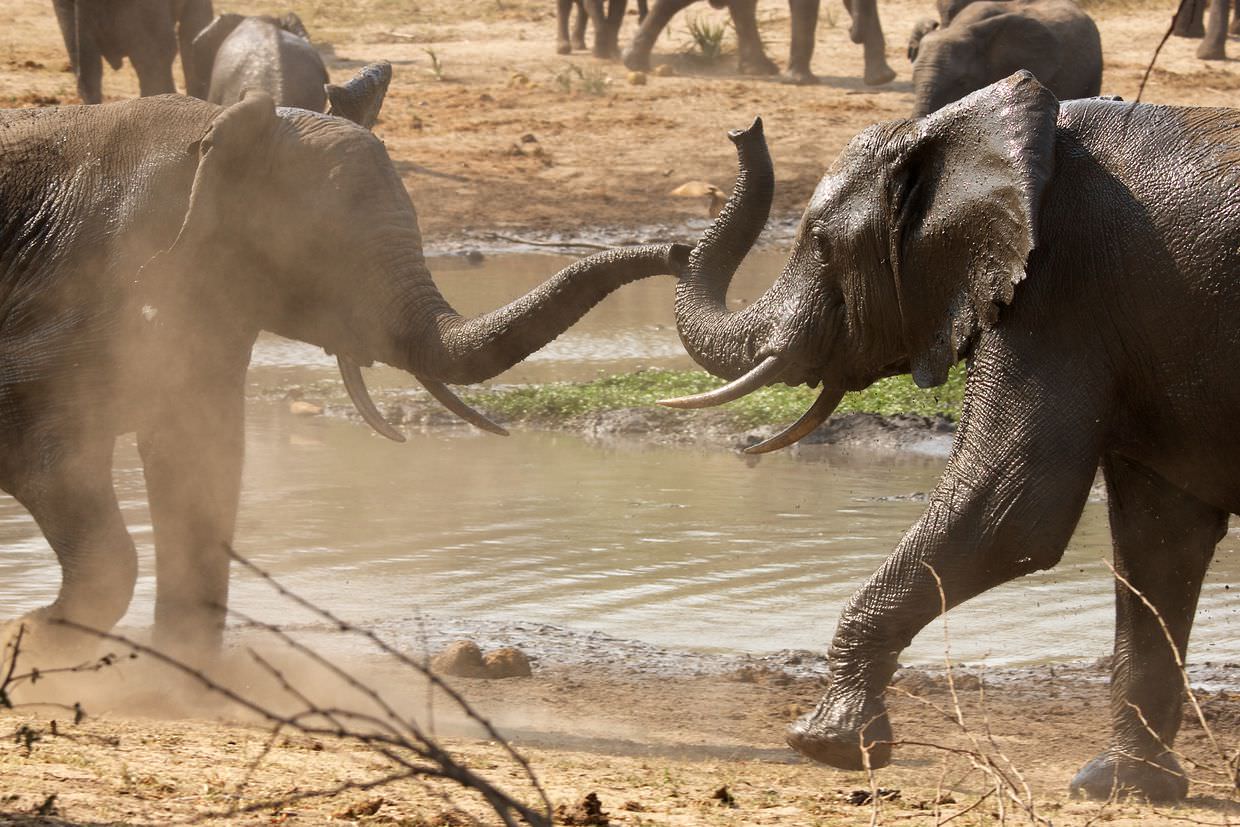 A scuffle between elephants